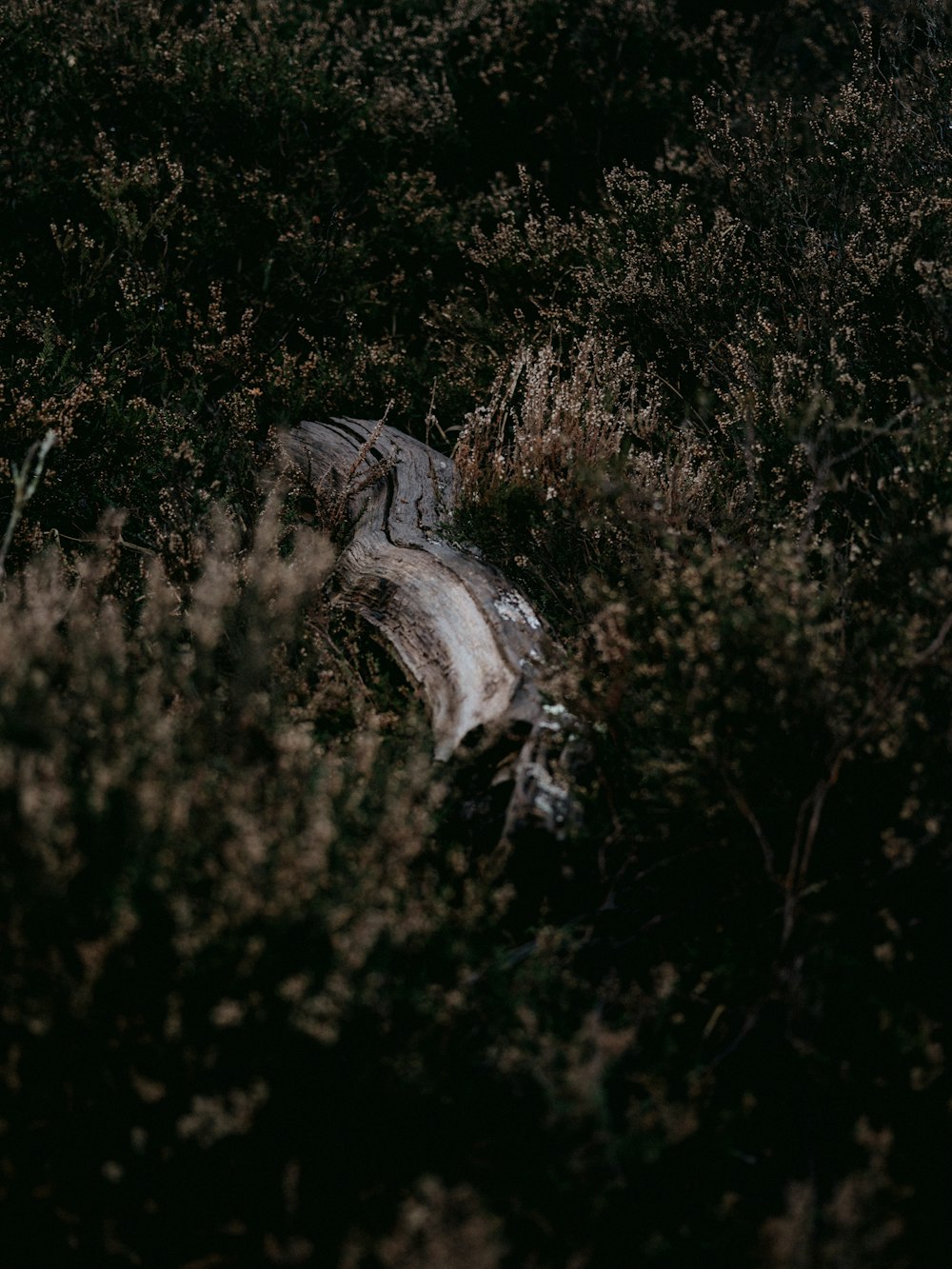 white and black animal on brown grass