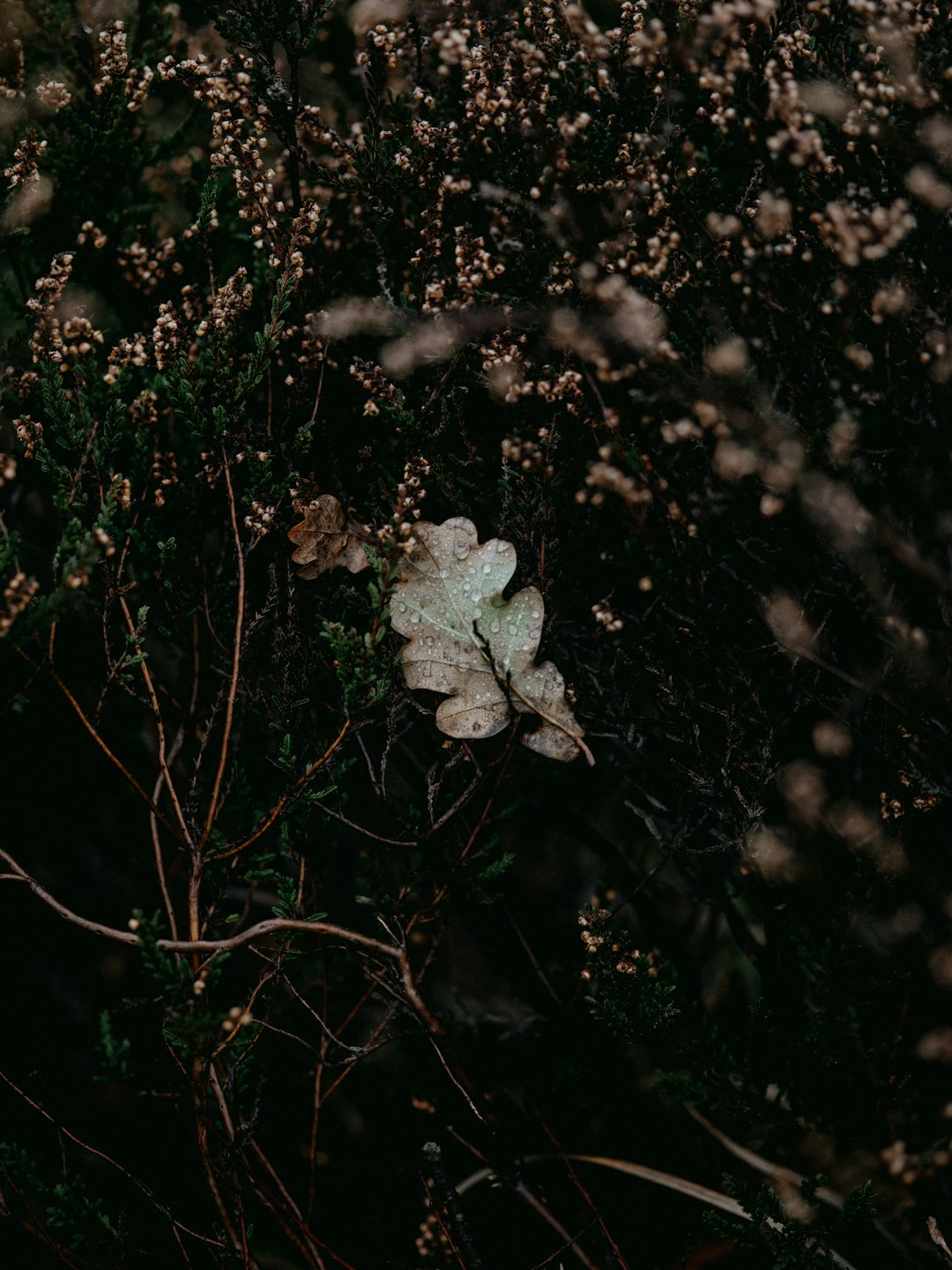 white flower with green leaves