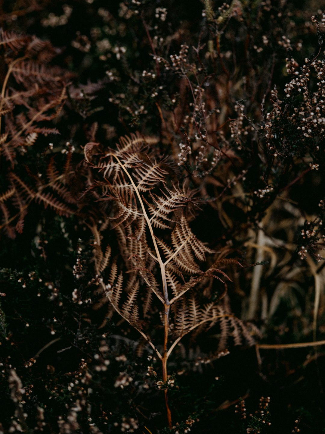 brown plant in close up photography