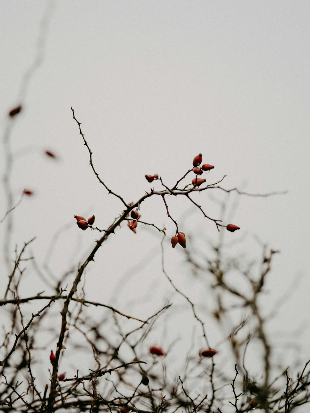 fruits ronds rouges sur la branche de l’arbre