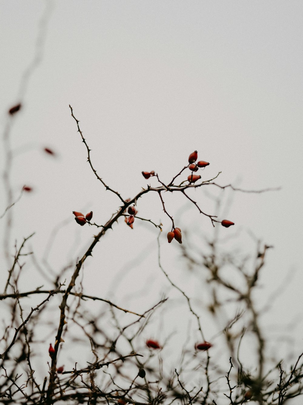 frutti rotondi rossi sul ramo dell'albero