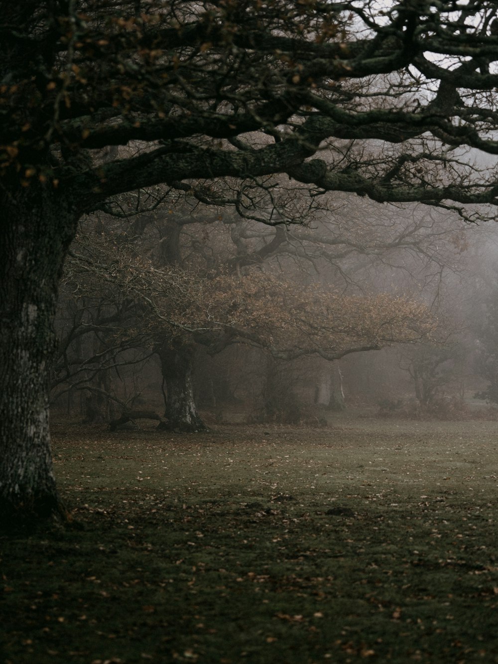 black bare trees on green grass field during daytime