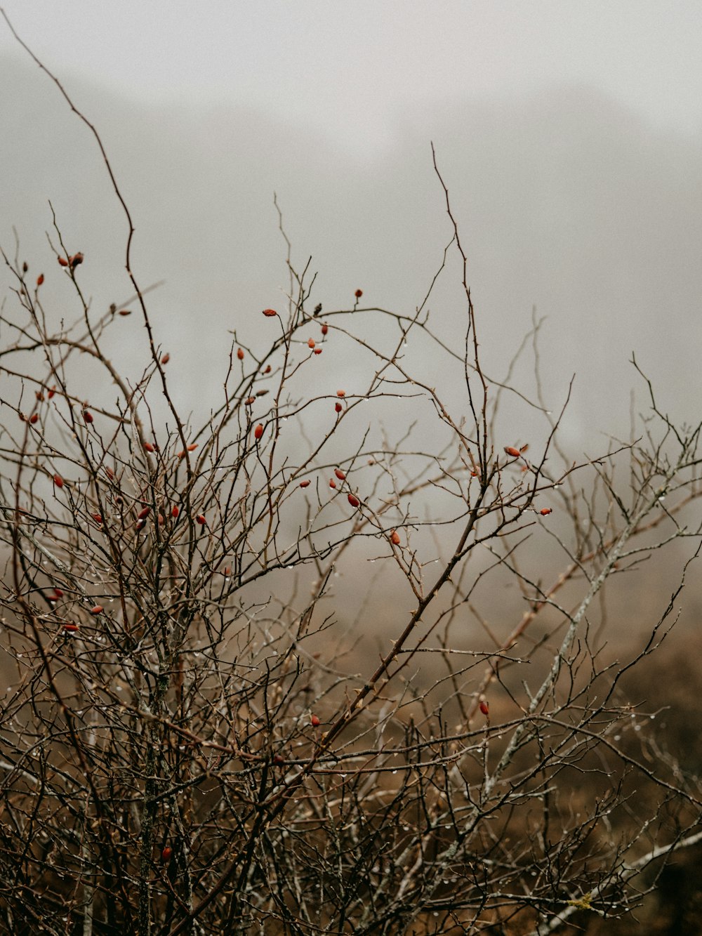 brown leafless tree under white sky