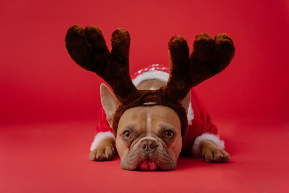 brown and white short coated dog wearing red and black scarf