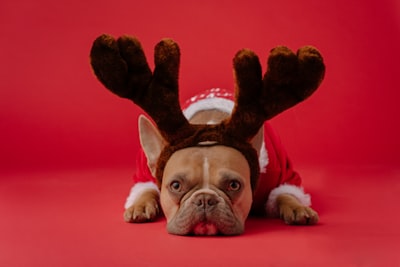 brown and white short coated dog wearing red and black scarf elves zoom background