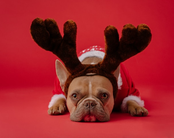 brown and white short coated dog wearing red and black scarf