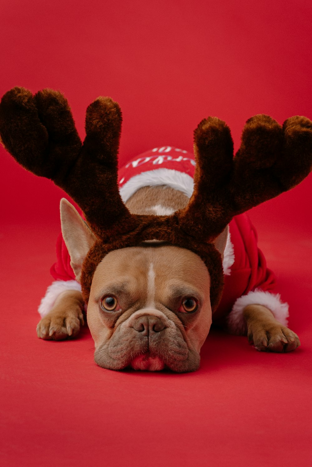 Cane a pelo corto marrone e bianco che indossa un cappello da Babbo Natale rosso e bianco