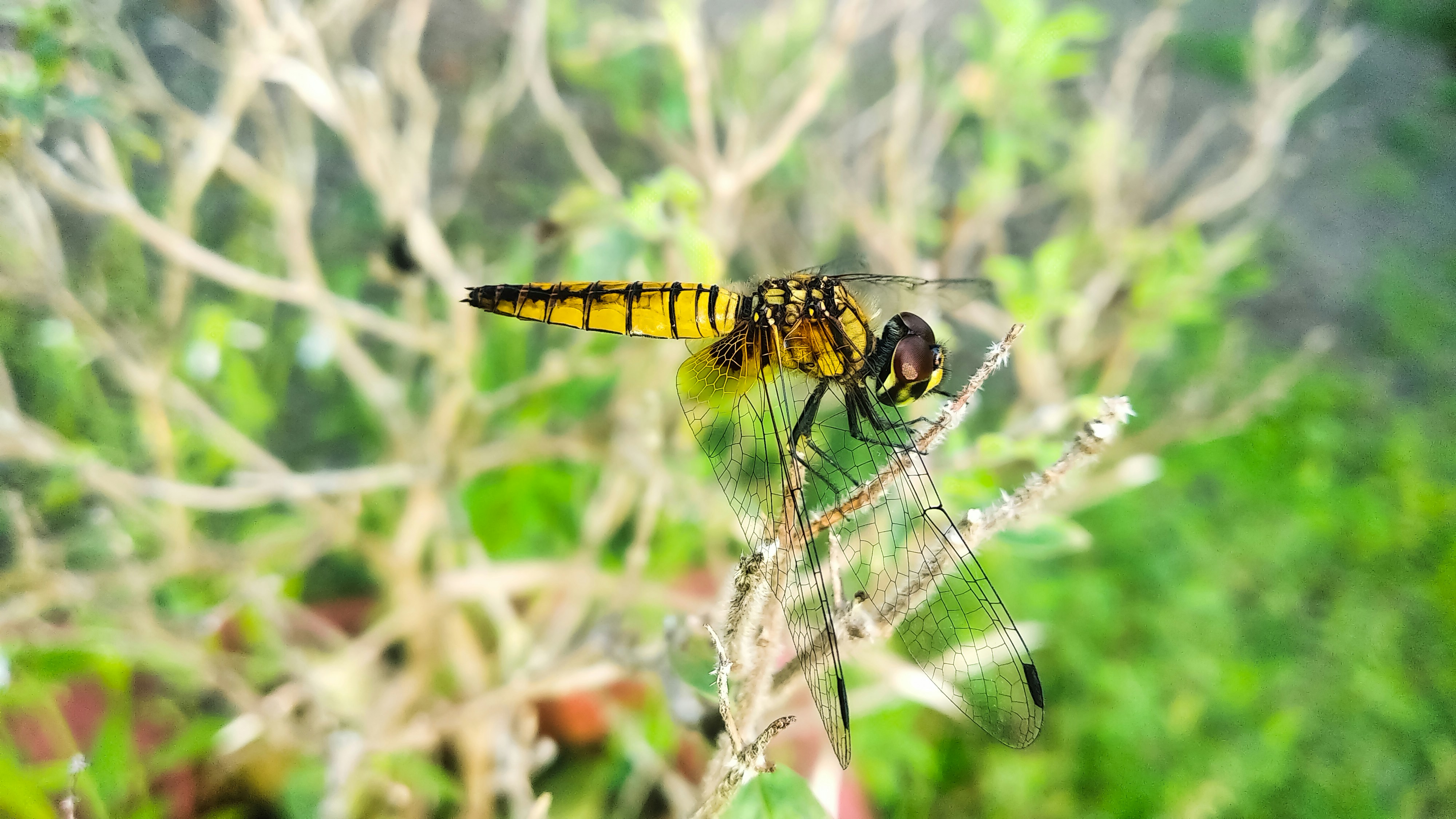 Yellow and black dragonfly on green grass during daytime photo – Free ...