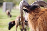 Close-up of a strong ram with curved horns in the farmyard.