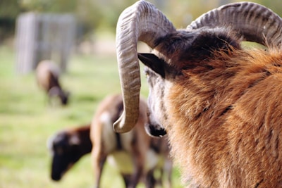 Close-up of a strong ram with curved horns in the farmyard.