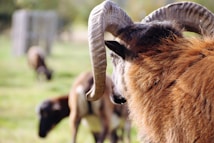 A close-up view of a ram with large, curved horns standing in a field. The fur on its back is thick and brown. In the blurred background, other sheep or similar animals can be seen grazing on green grass.