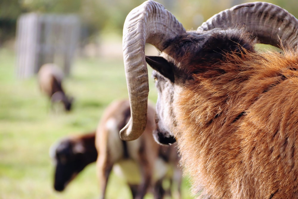 brown and white ram on green grass field during daytime