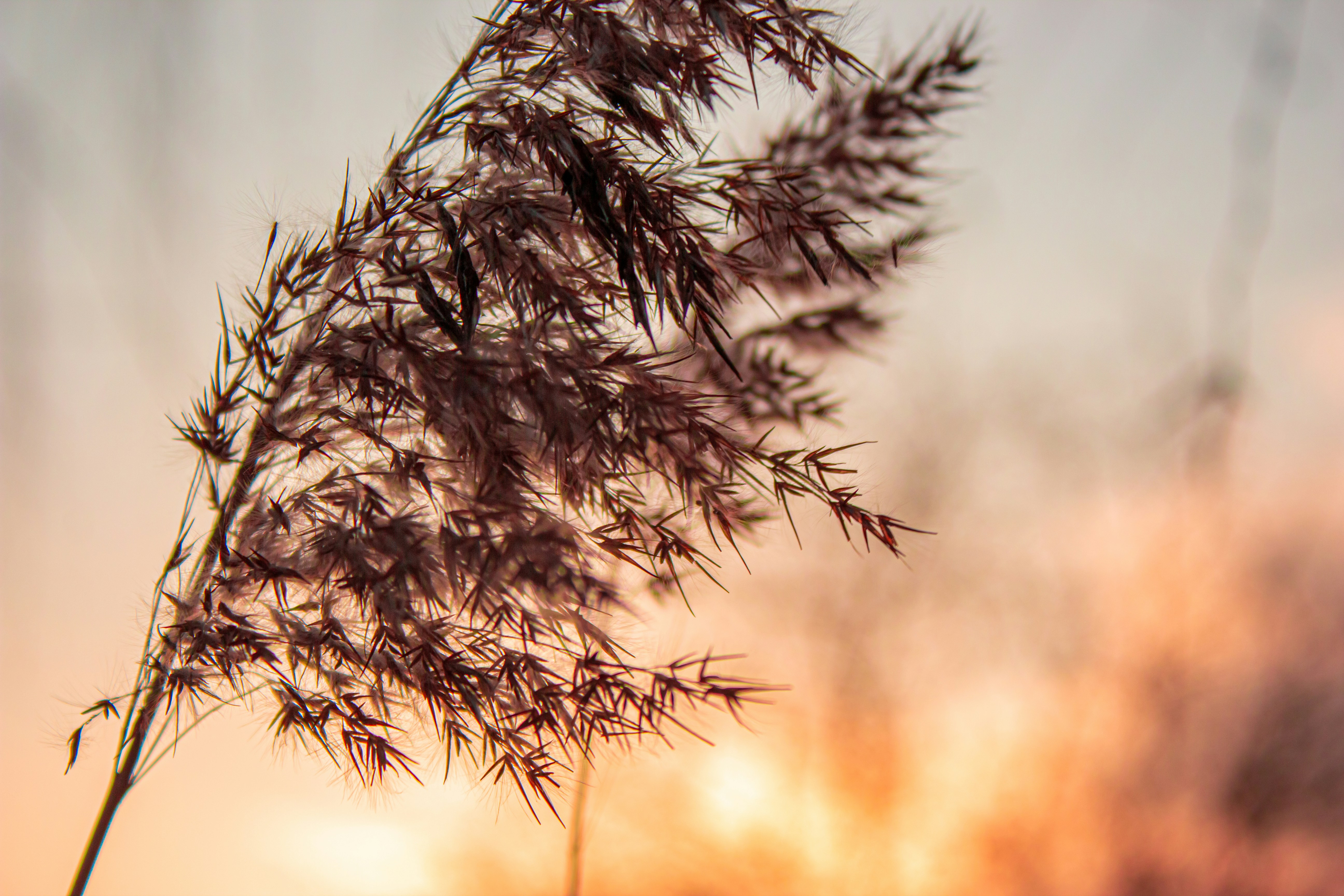 Photo by samoyedness