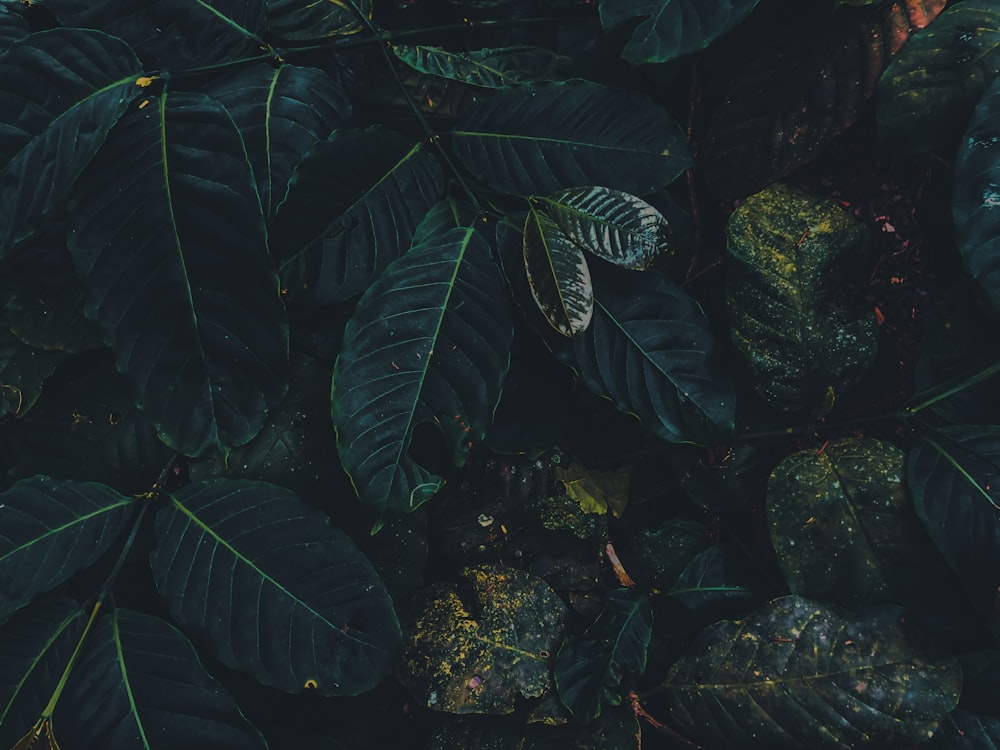 green leaves on black stone