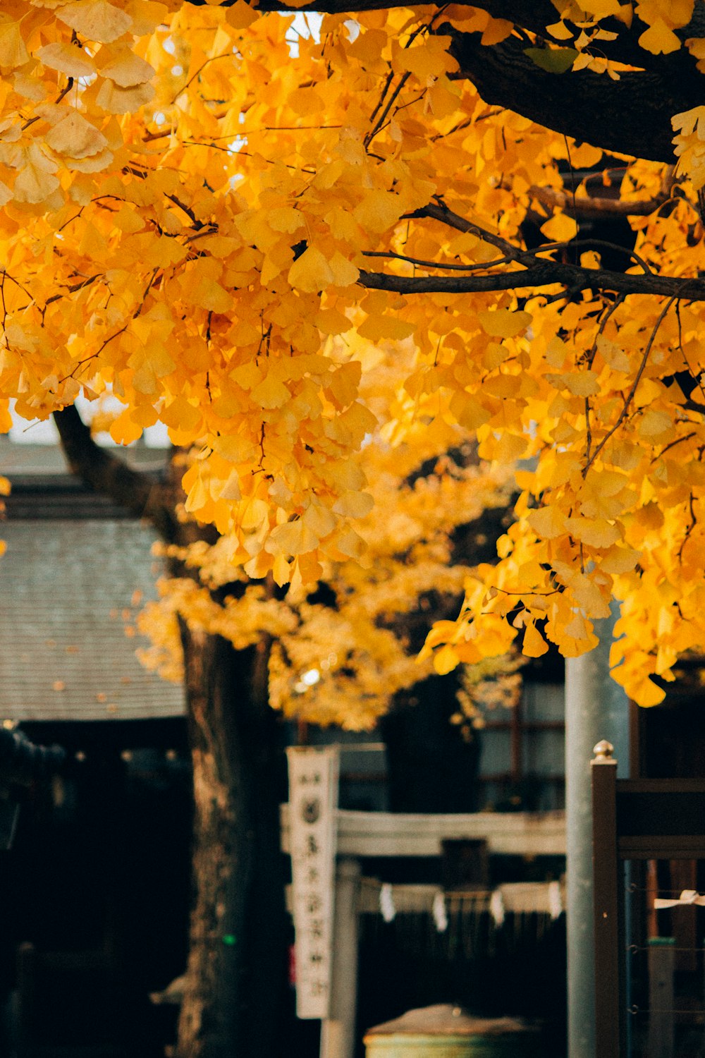 arce amarillo frente a la casa de madera blanca durante el día