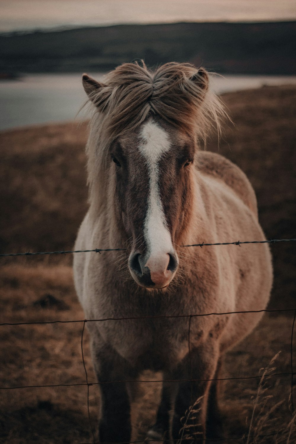 brown and white horse on brown field during daytime