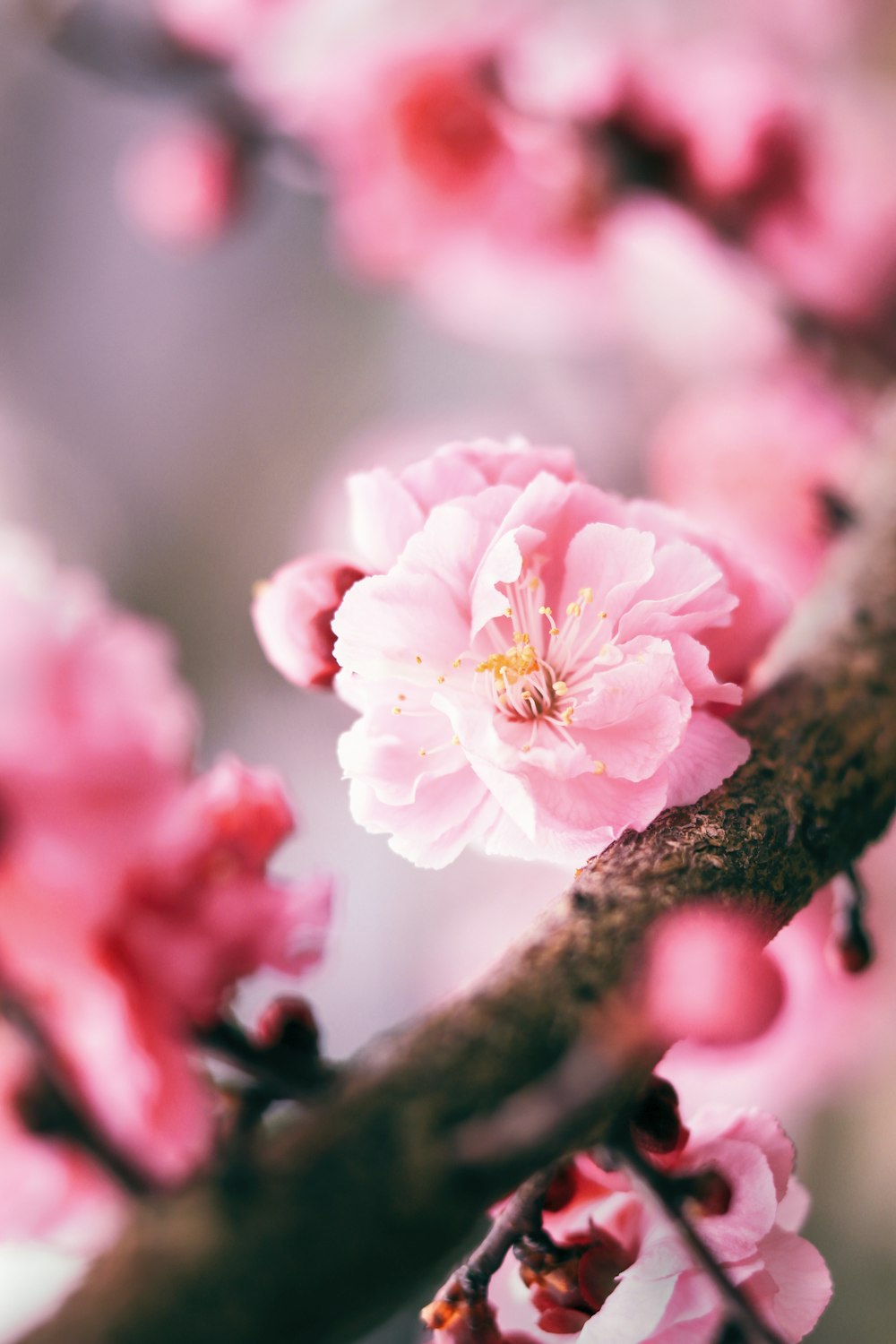 pink cherry blossom in close up photography