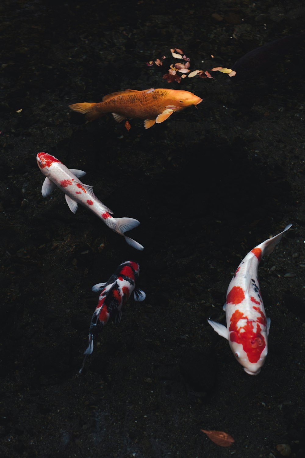 white and orange koi fish