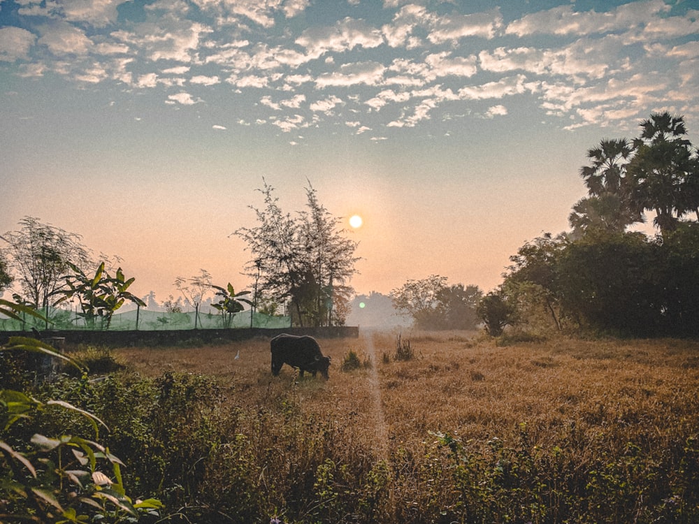 black cow on green grass field during daytime