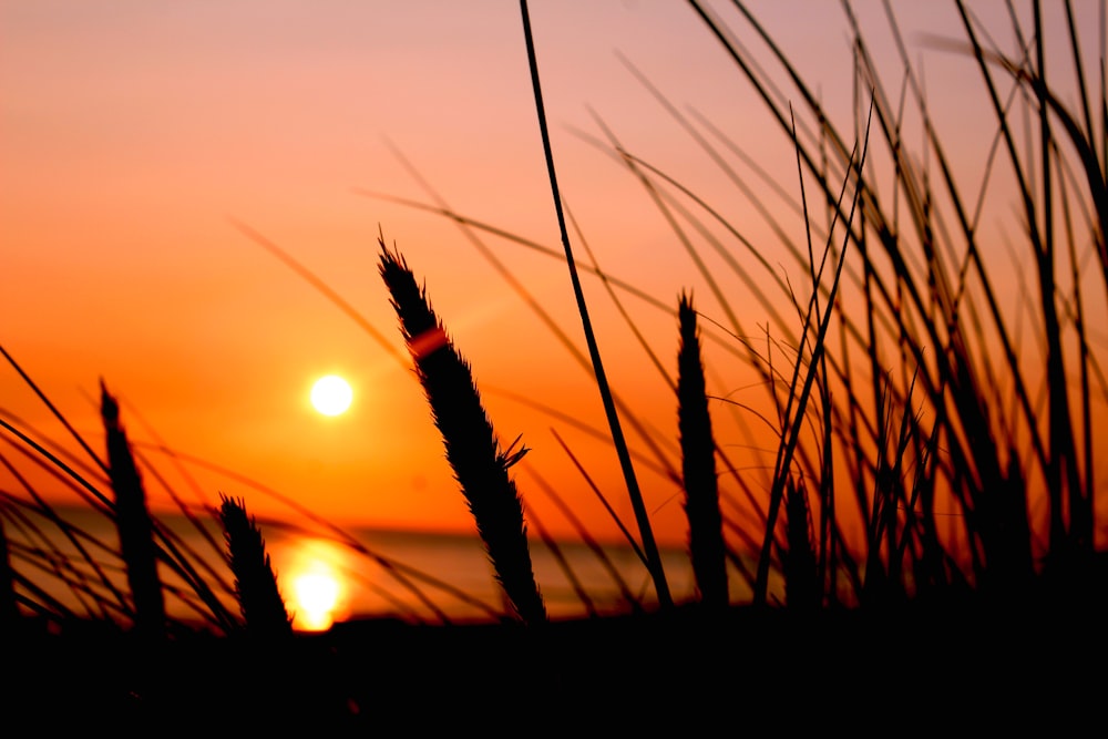 夕暮れ時の草のシルエット