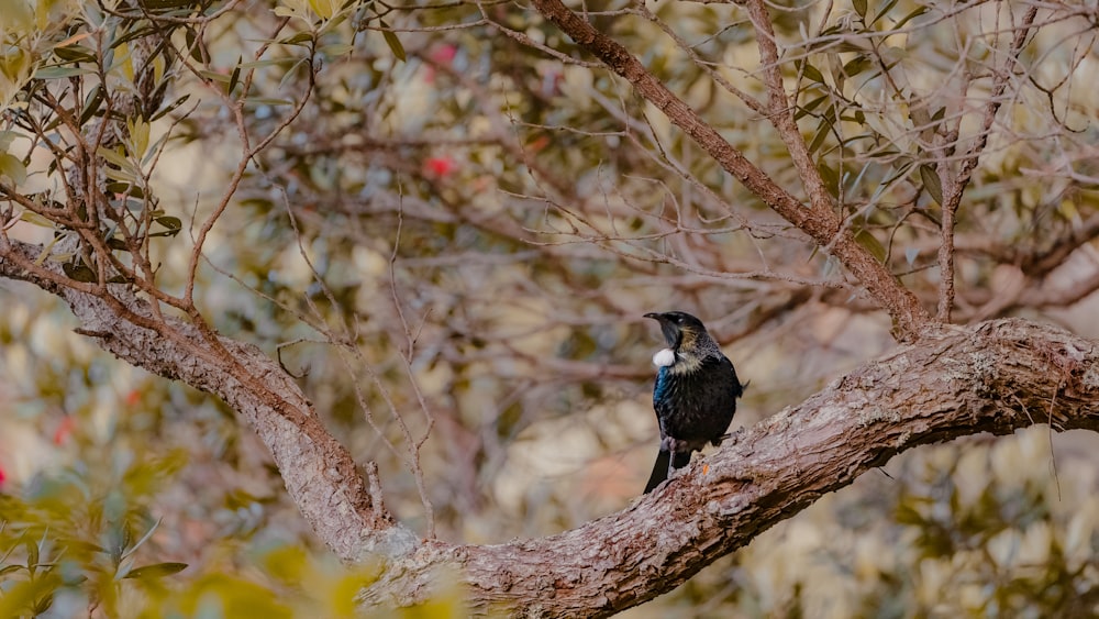 pájaro blanco y negro en la rama de un árbol marrón durante el día