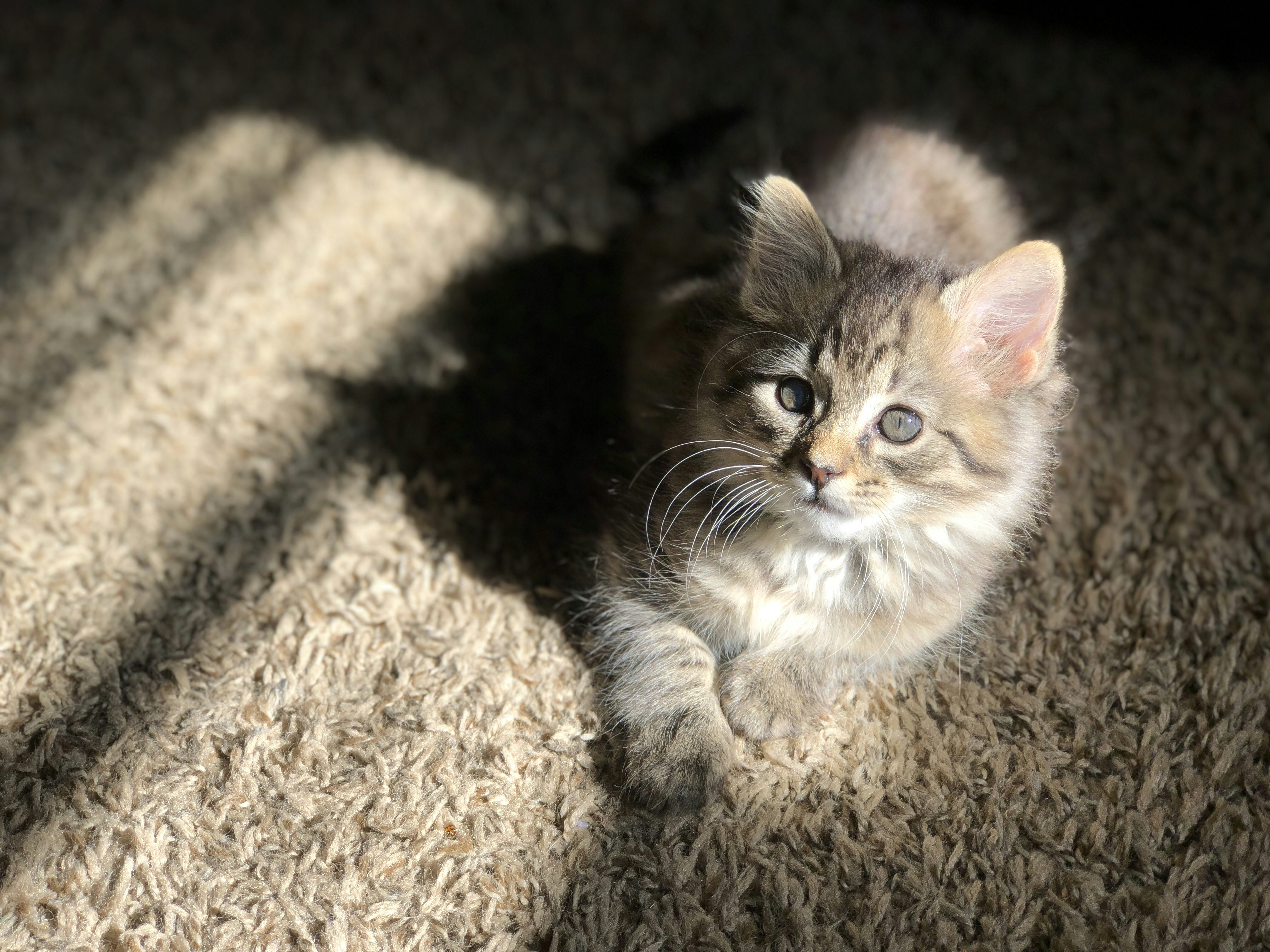 brown tabby kitten on brown textile