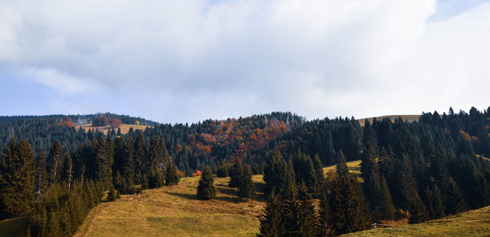 green trees on green grass field under white cloudy sky during daytime