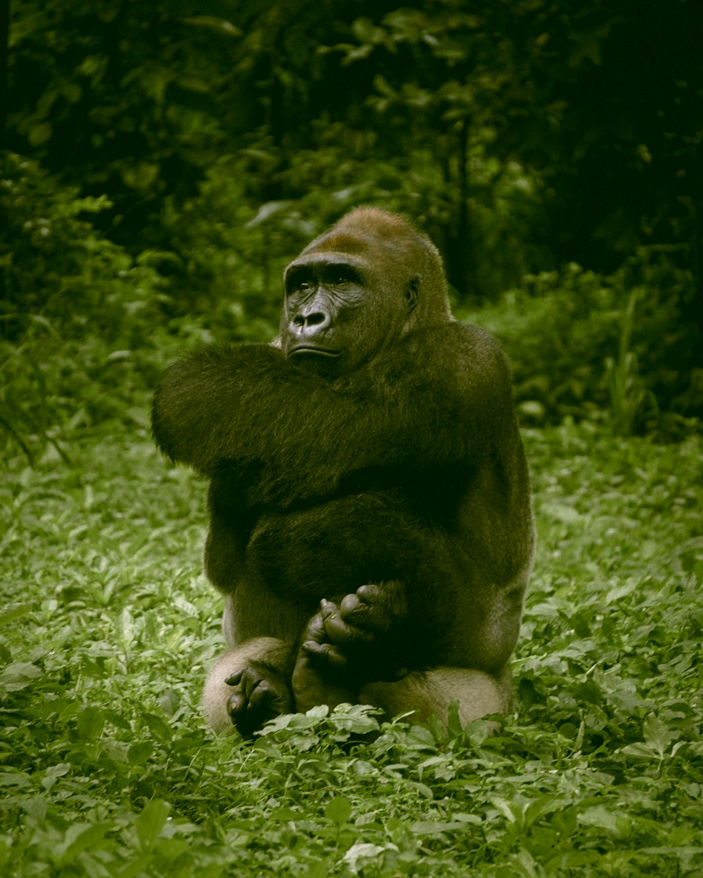 gorilla nero su erba verde durante il giorno