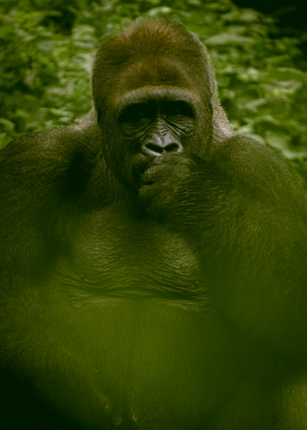 black gorilla on green grass during daytime