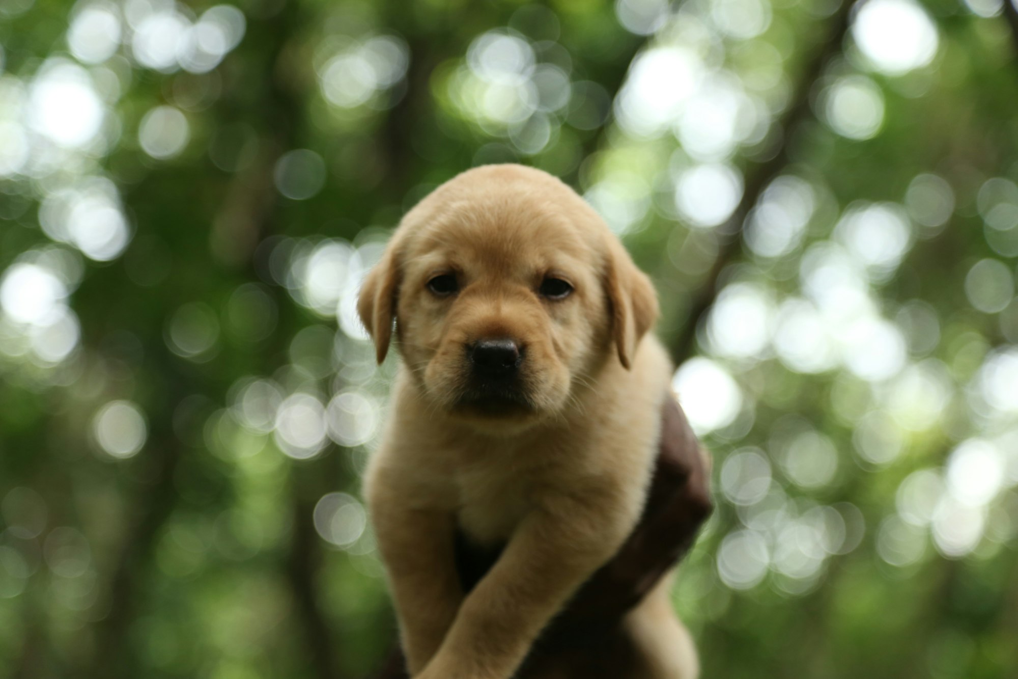 lab puppy