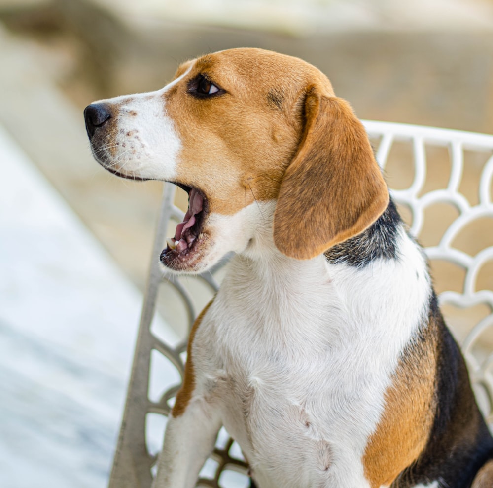 tricolor beagle on snow covered field during daytime