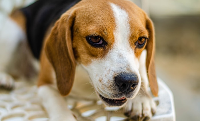 brown white and black short coated dog