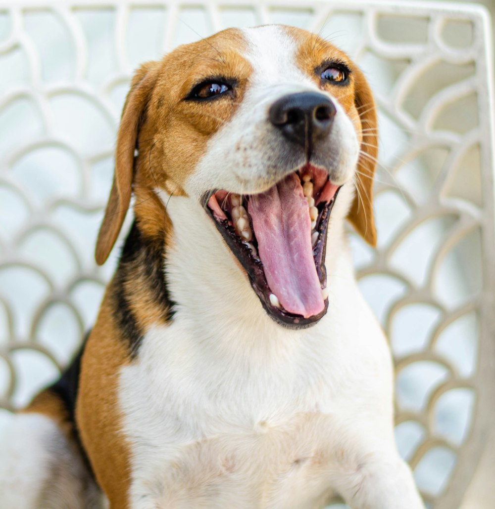 Cucciolo di beagle tricolore sulla foto a fuoco