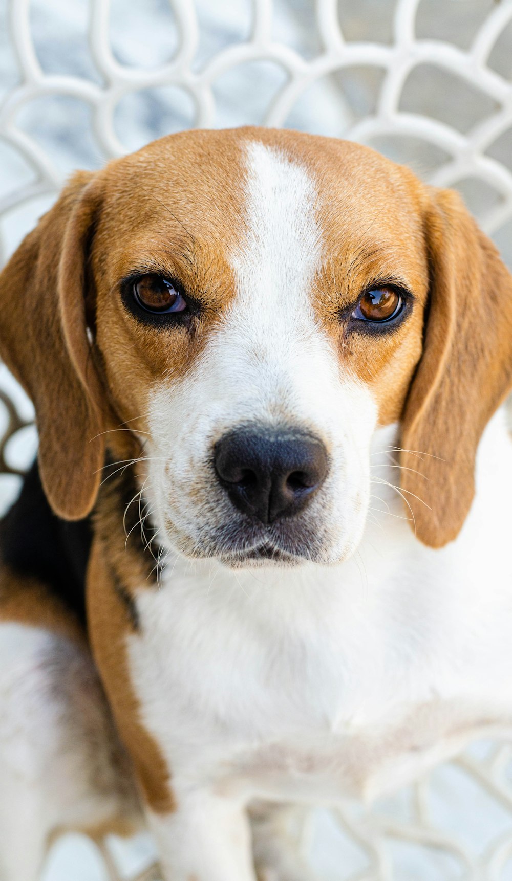 white brown and black beagle