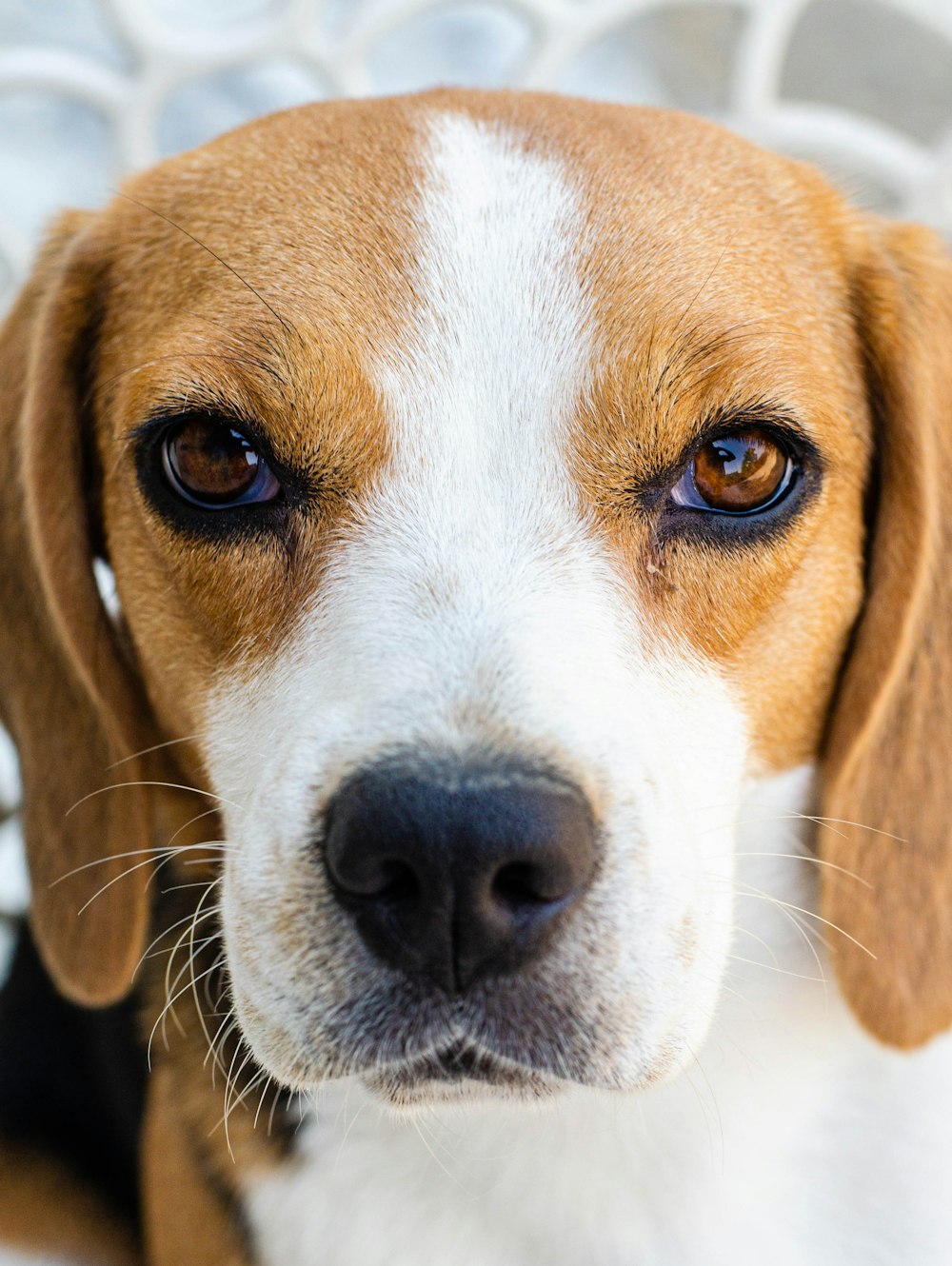 brown white and black beagle