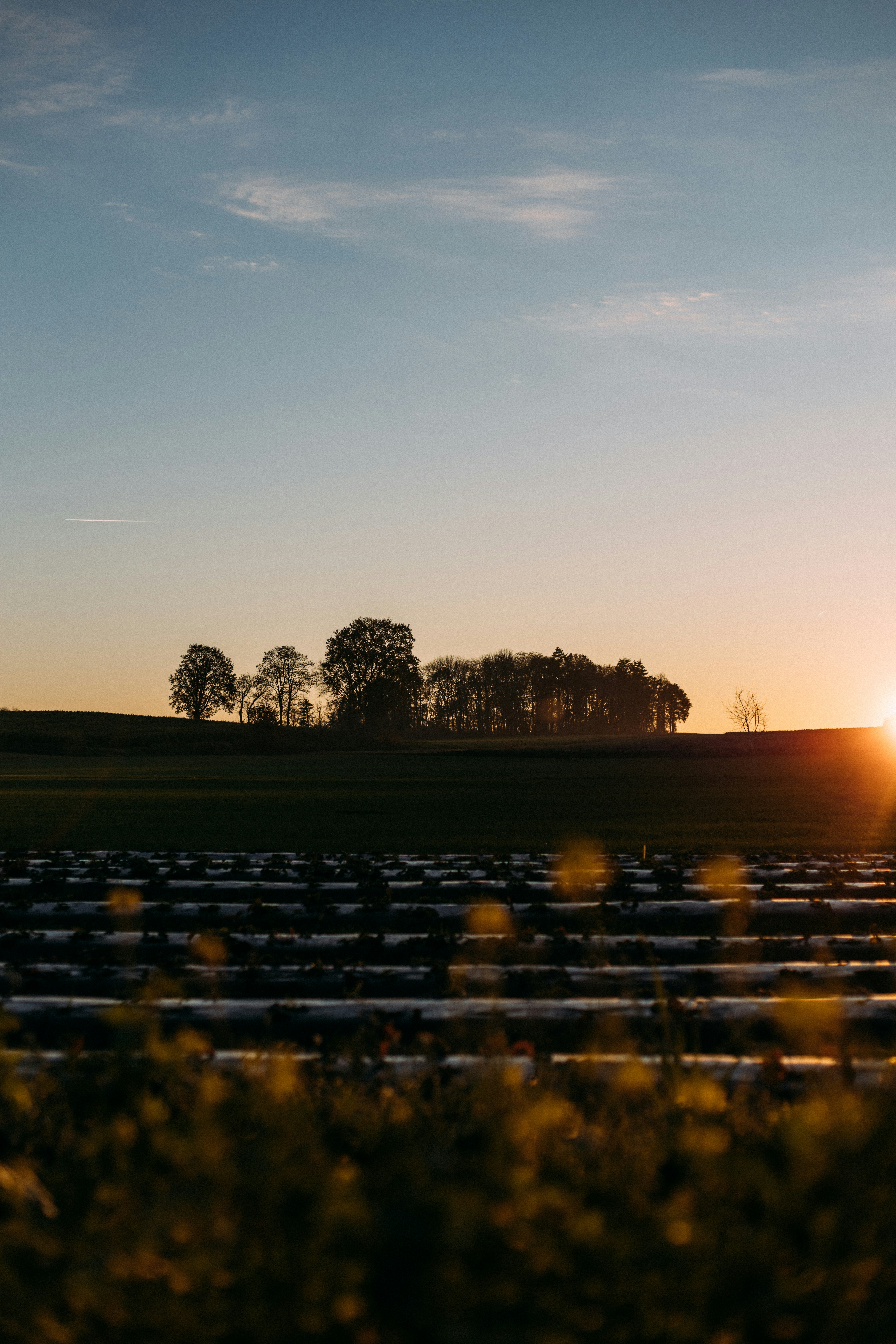 green trees near body of water during sunset