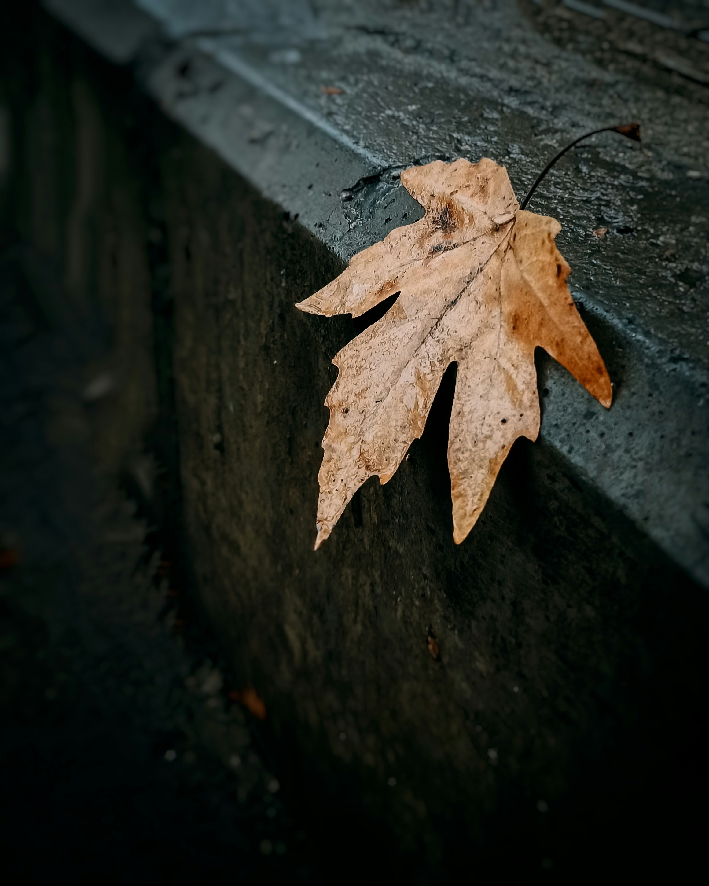 Photo by babaksheykhaali