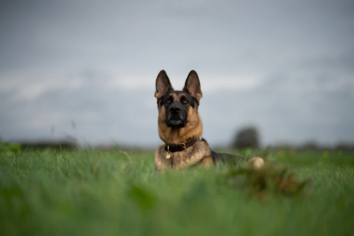 Shepherd puppy in a field