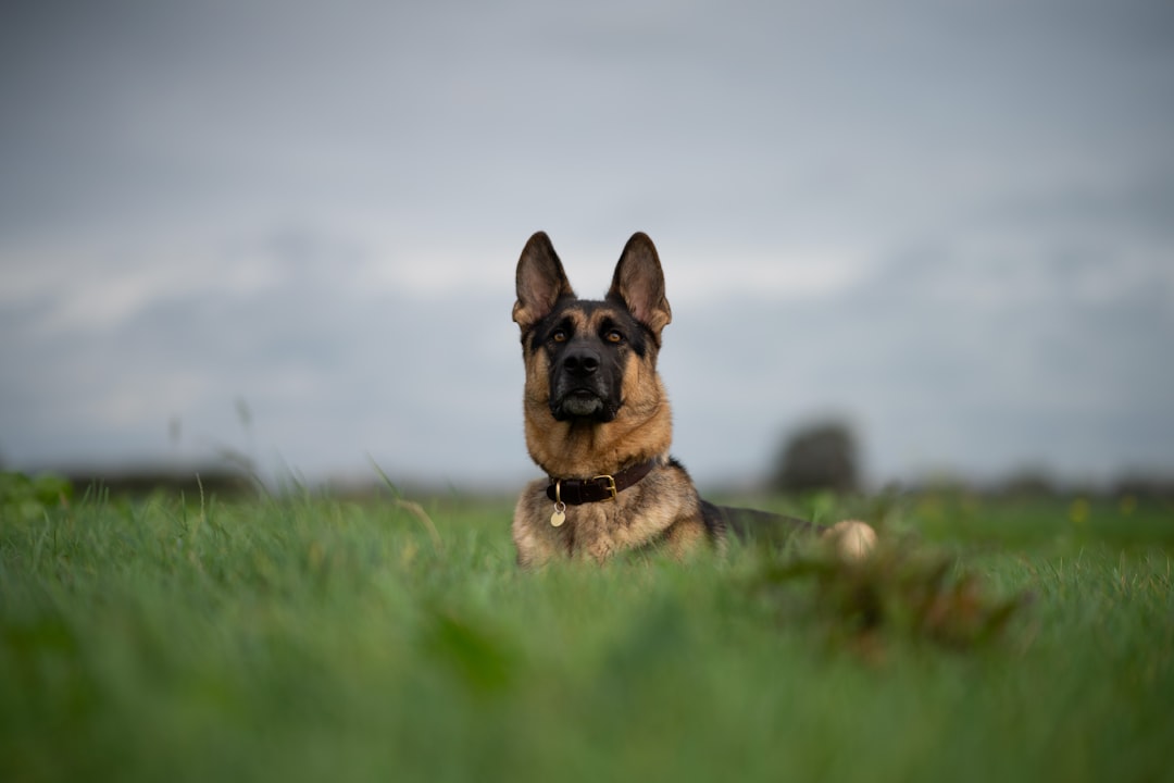 The Versatile German Shepherd: From Herding to Heroics