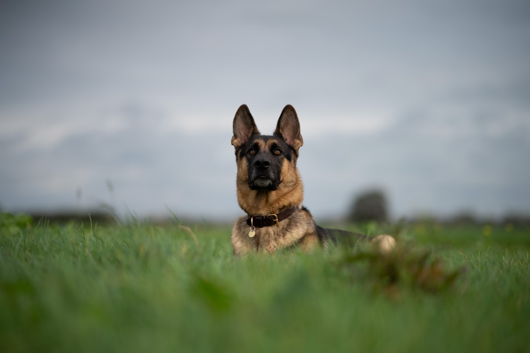 Comprehensive Care Guide: Ensuring the Health and Happiness of Your German Shepherd