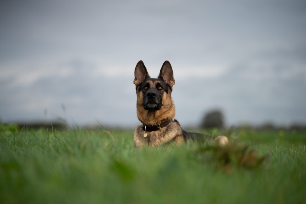 black and tan german shepherd puppy on green grass field during daytime