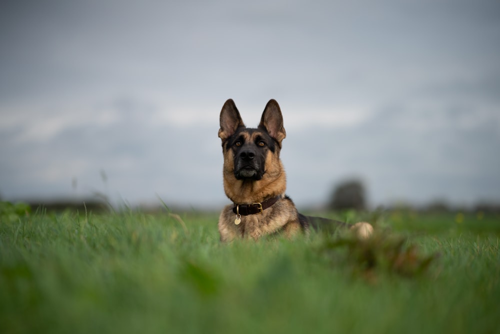 chiot berger allemand noir et feu sur le champ d’herbe verte pendant la journée