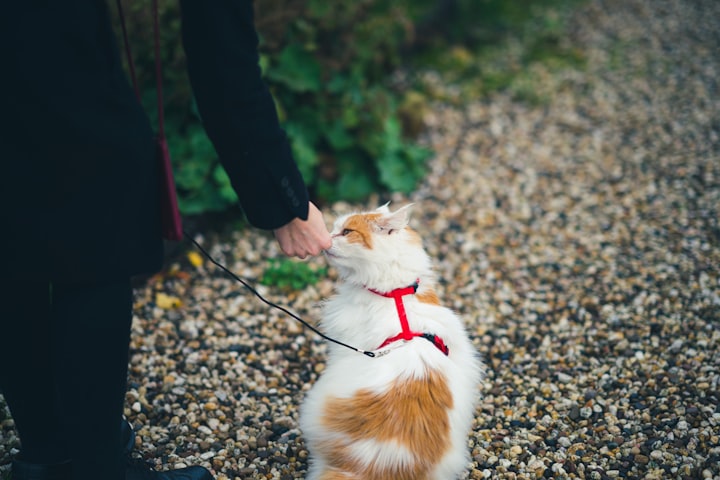 Tricks Your Cats Can Really Learn