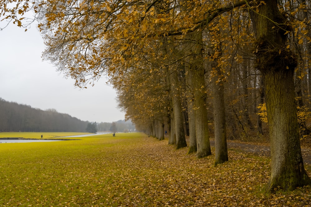 green grass field with trees during daytime