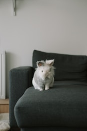 white rabbit on gray sofa