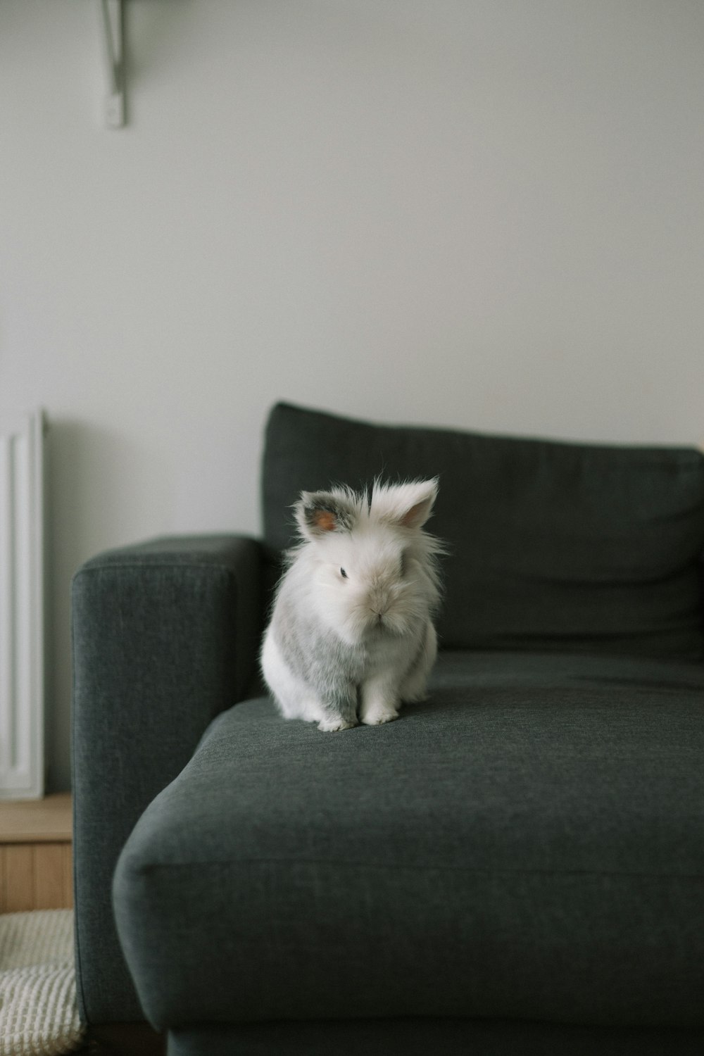 white rabbit on gray sofa