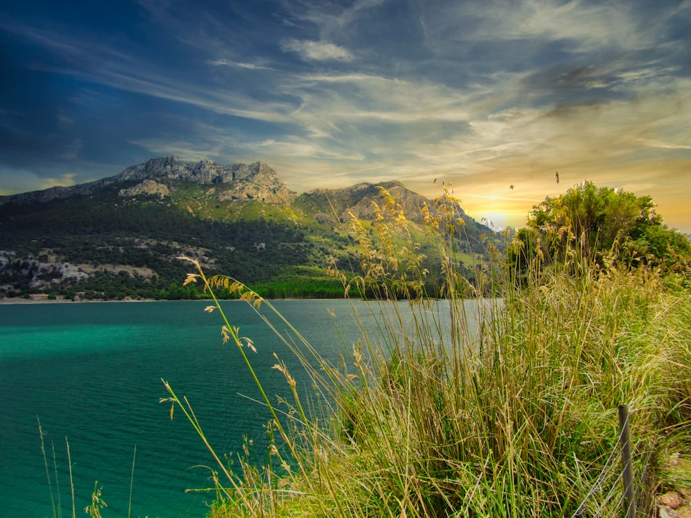 green grass field near body of water under blue sky during daytime