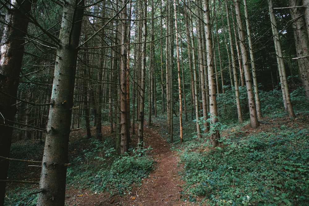 brown trees on brown soil