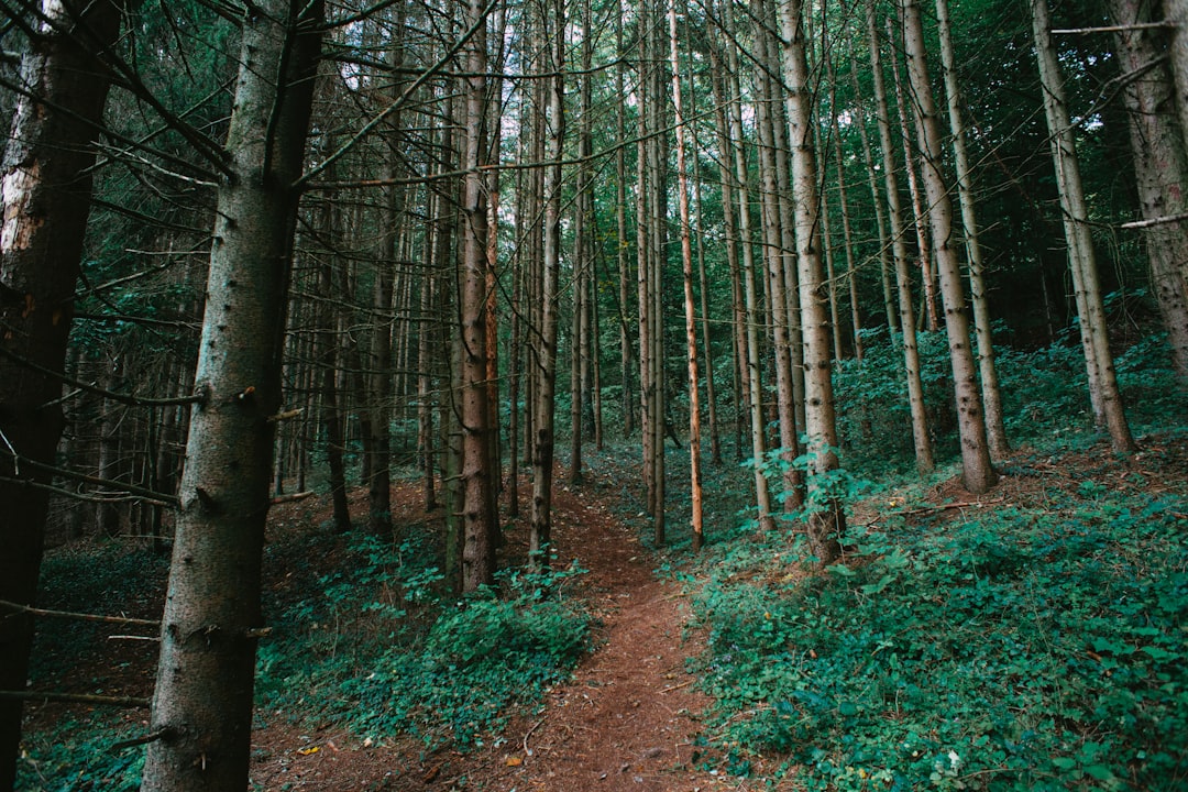 brown trees on brown soil