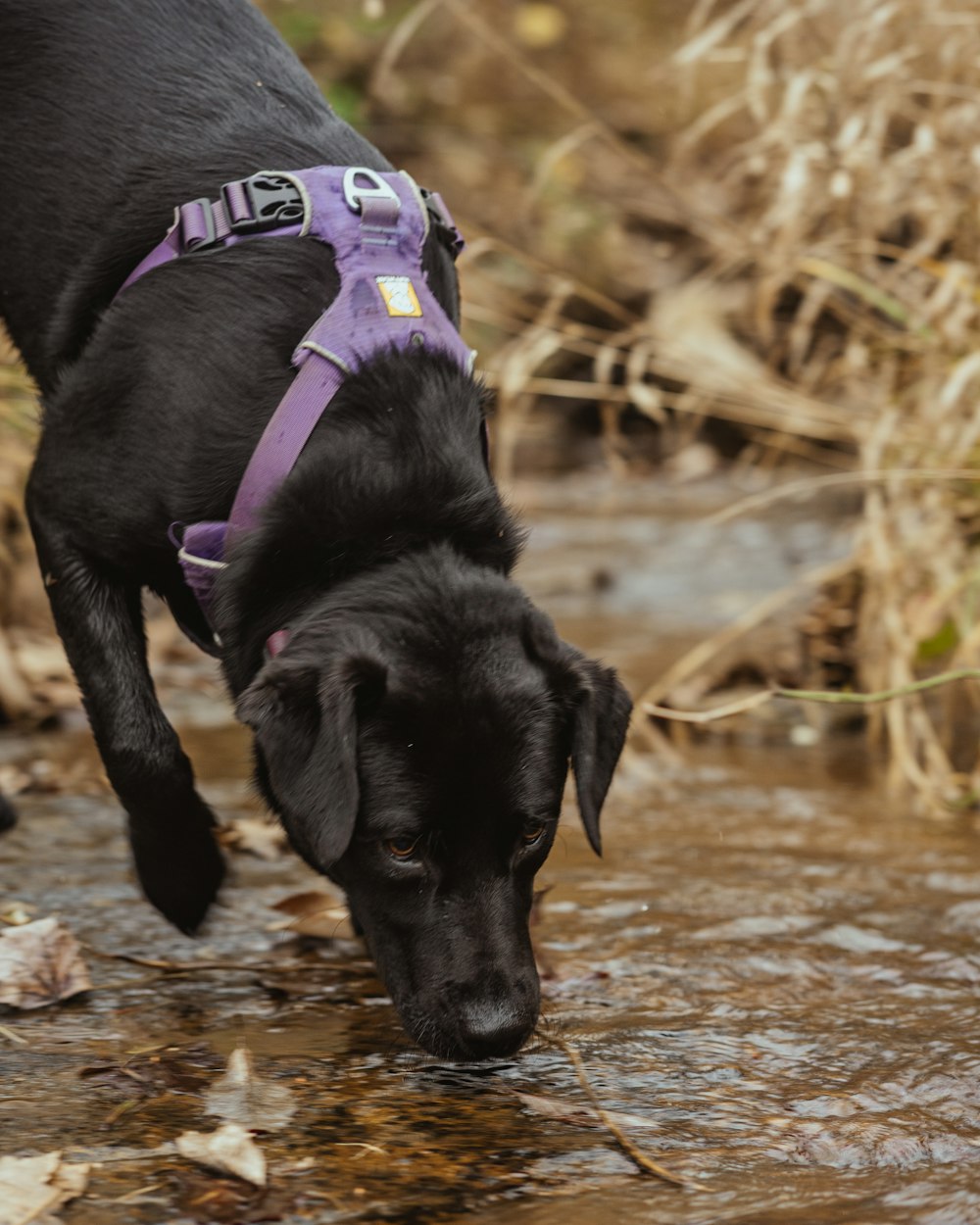 black labrador retriever with purple leash on water during daytime